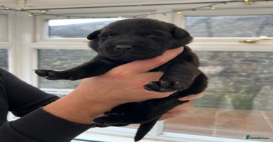 Labrador Retriever dogs - Advert 13