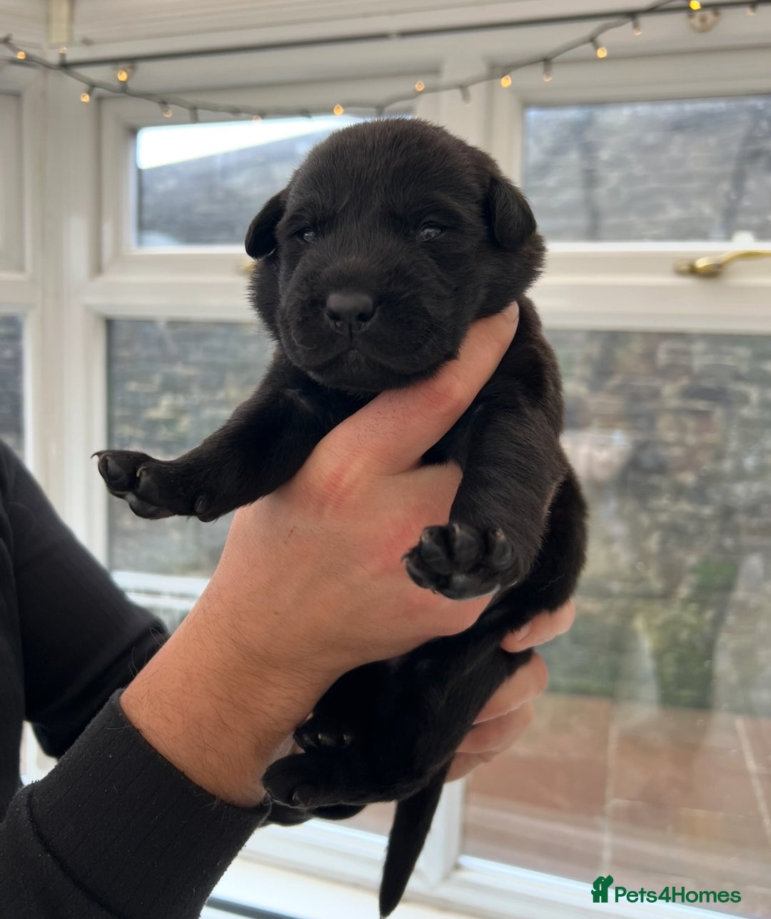 Labrador Retriever dogs for sale: Black Labrador Puppies - Image 3