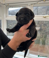 Labrador Retriever dogs Black Labrador Puppies - Advert 3