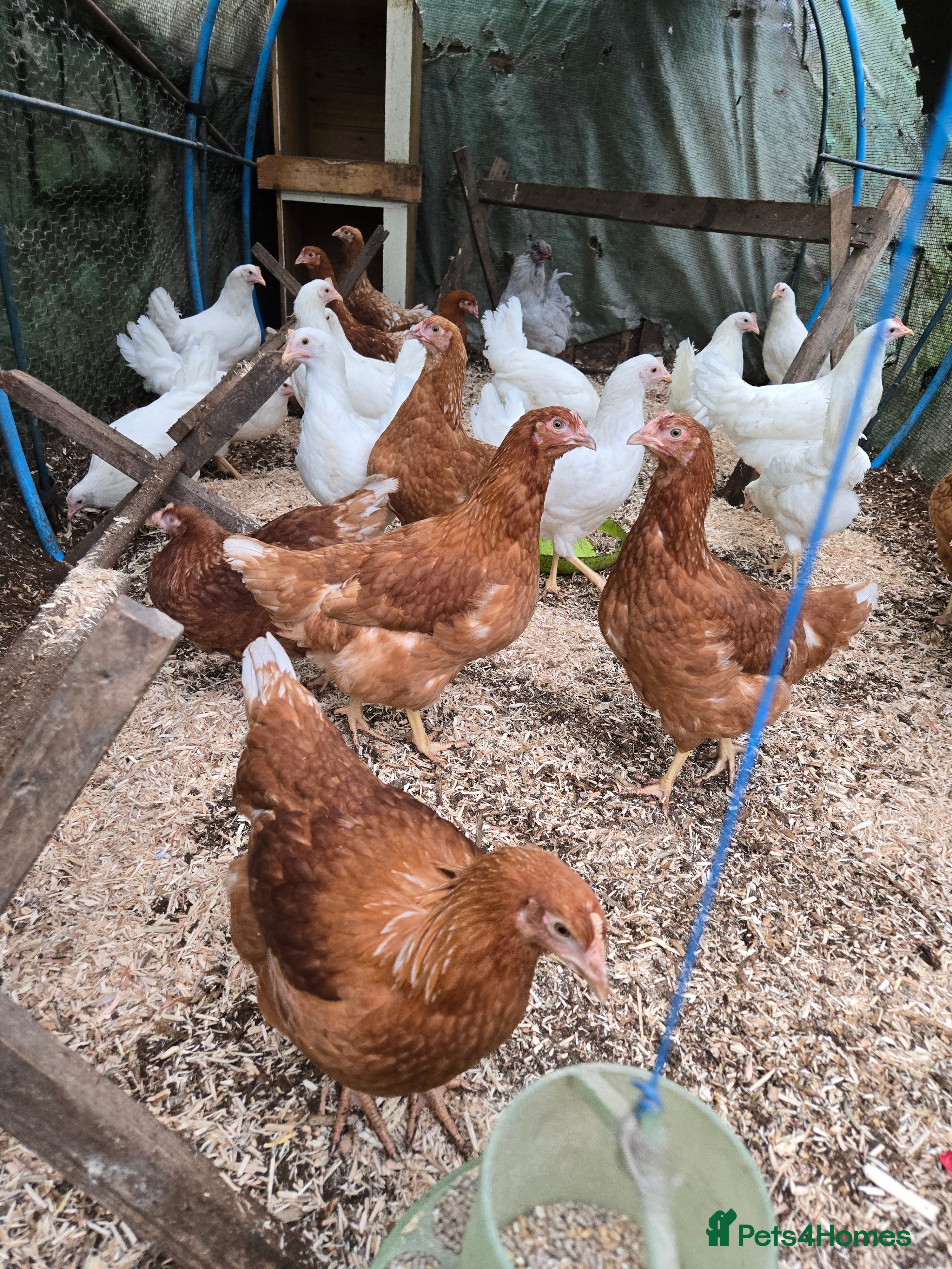 Chickens poultry Point of lay pullets Whitestars and Bovan Browns  - Advert 8