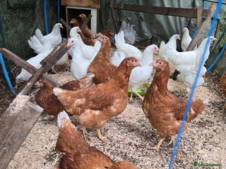 Chickens poultry Point of lay pullets Whitestars and Bovan Browns - Advert 13