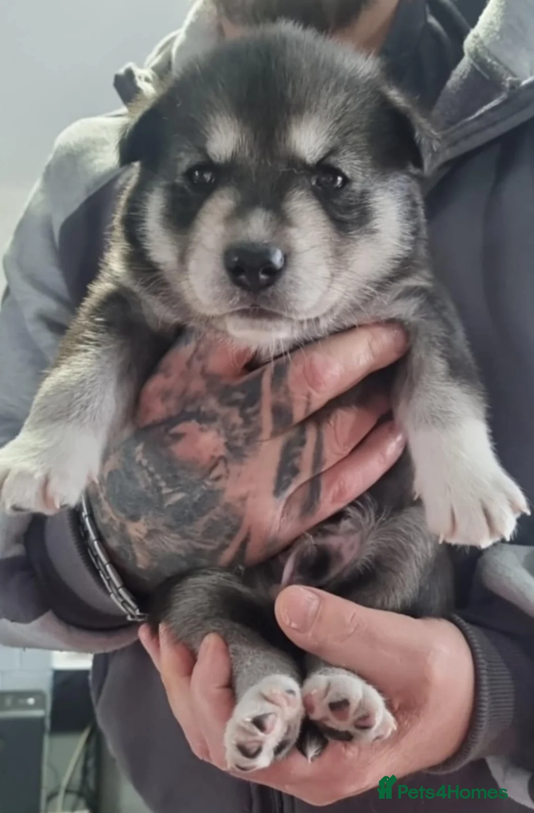 Siberian Husky dogs for sale: Siberian huskies - Advert 3