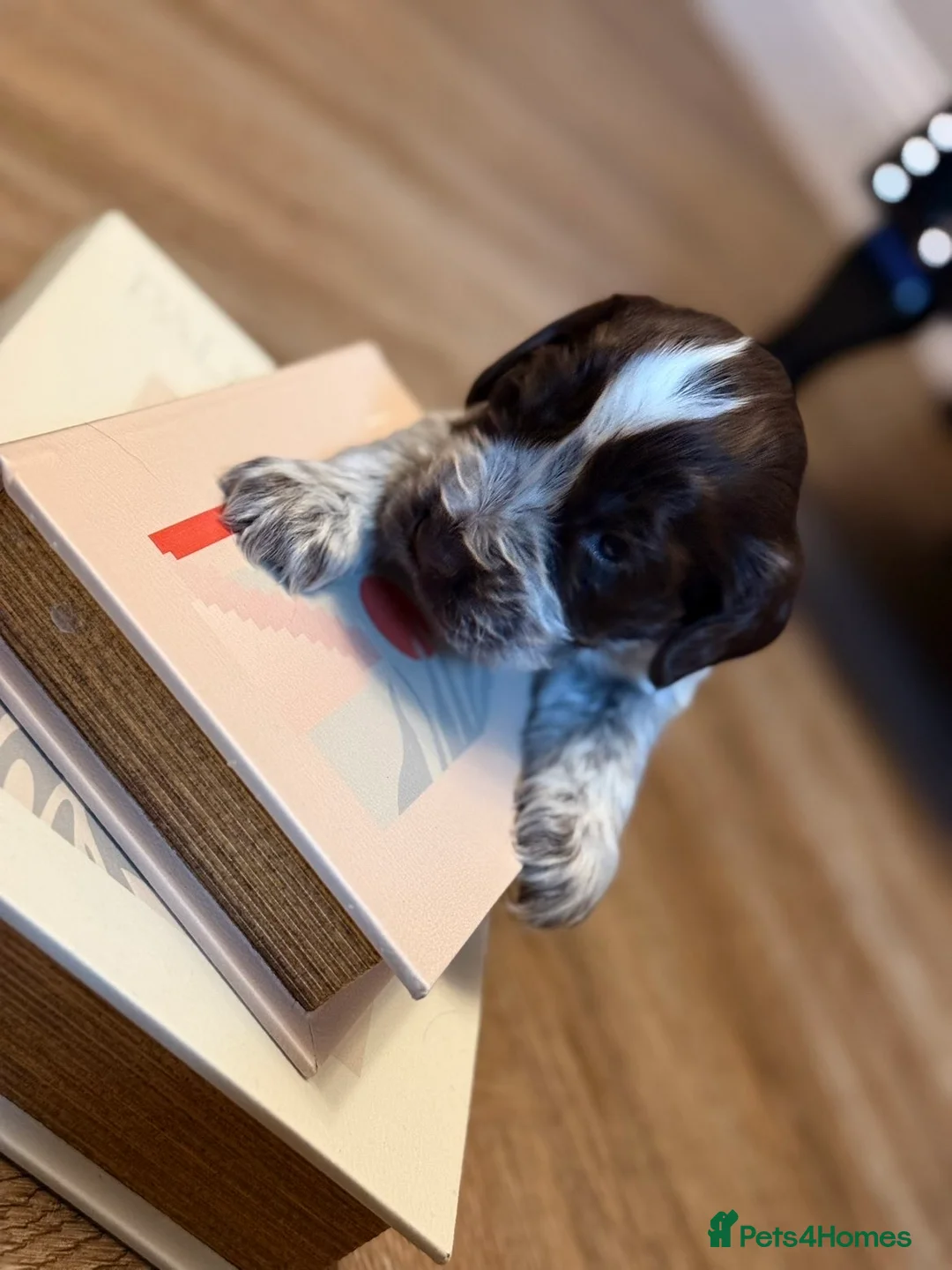 Cocker Spaniel dogs for sale: Show type cocker spaniels  - Advert 23