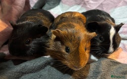Guinea Pig rodents for sale: X3 baby girls x1 boy guinea pigs. - Image 7