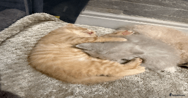 British Shorthair cats - Advert 6
