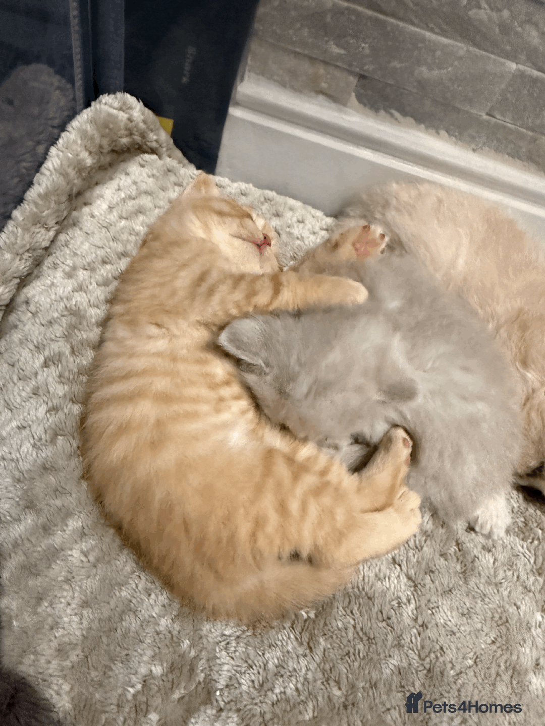 British Shorthair cats for sale: TICA REG BRITISH SHORTHAIR & LONGHAIR KITTENS - Image 2