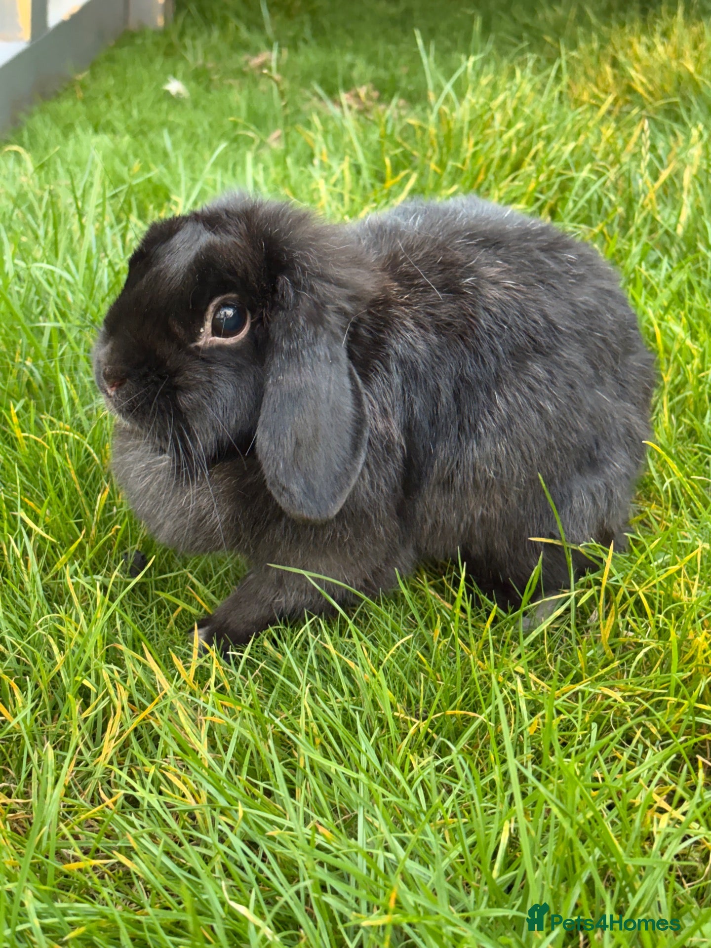 Mini Lop rabbits Year old lady bunny for adoption.  - Advert 10
