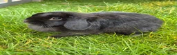 Mini Lop rabbits for sale: Year old lady bunny for adoption.  - Advert 1