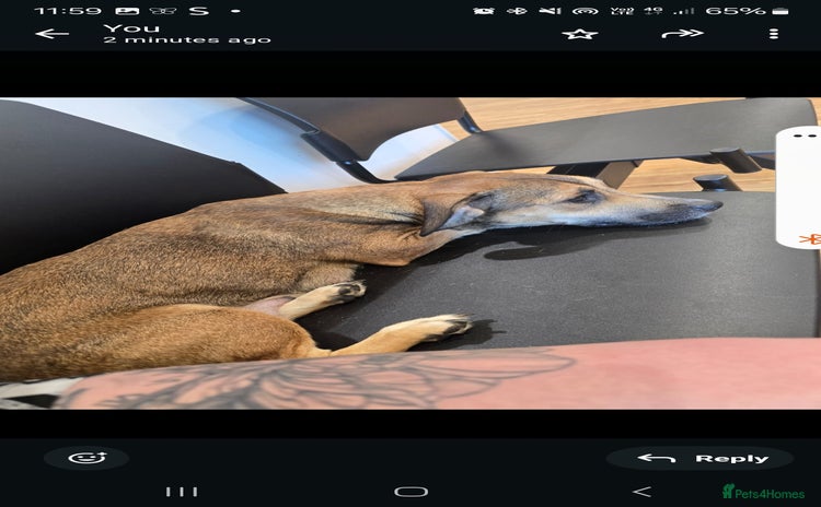 Mixed Breed dogs 2 female and 1 male dog for rehoming  - Advert 1