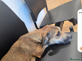 Mixed Breed dogs 2 female and 1 male dog for rehoming - Advert 1