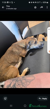 Mixed Breed dogs 2 female and 1 male dog for rehoming - Advert 2