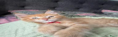 Maine Coon cross Red