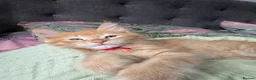 Maine Coon cats for sale: 7 mainecoon cross kittens in Kingsbridge - Advert 7