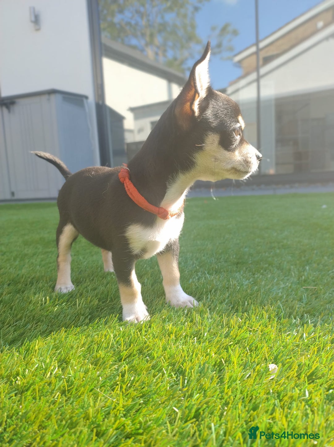 Chihuahua dogs for sale: 🐾Adorable Chihuahua Puppies Need 4ever Homes🐾 - Image 8
