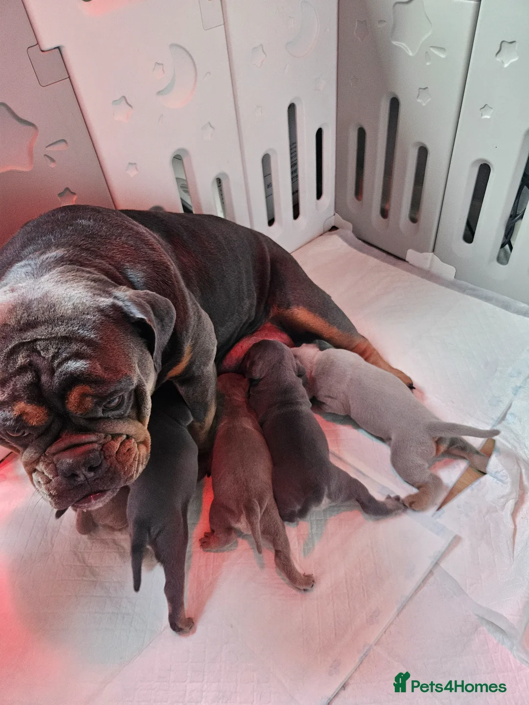 Dorset Olde Tyme Bulldogge dogs for sale: Olde english bulldogge - Advert 1