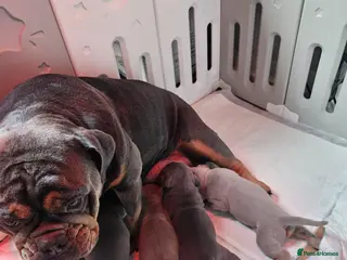 Dorset Olde Tyme Bulldogge dogs Olde english bulldogge - Advert 6