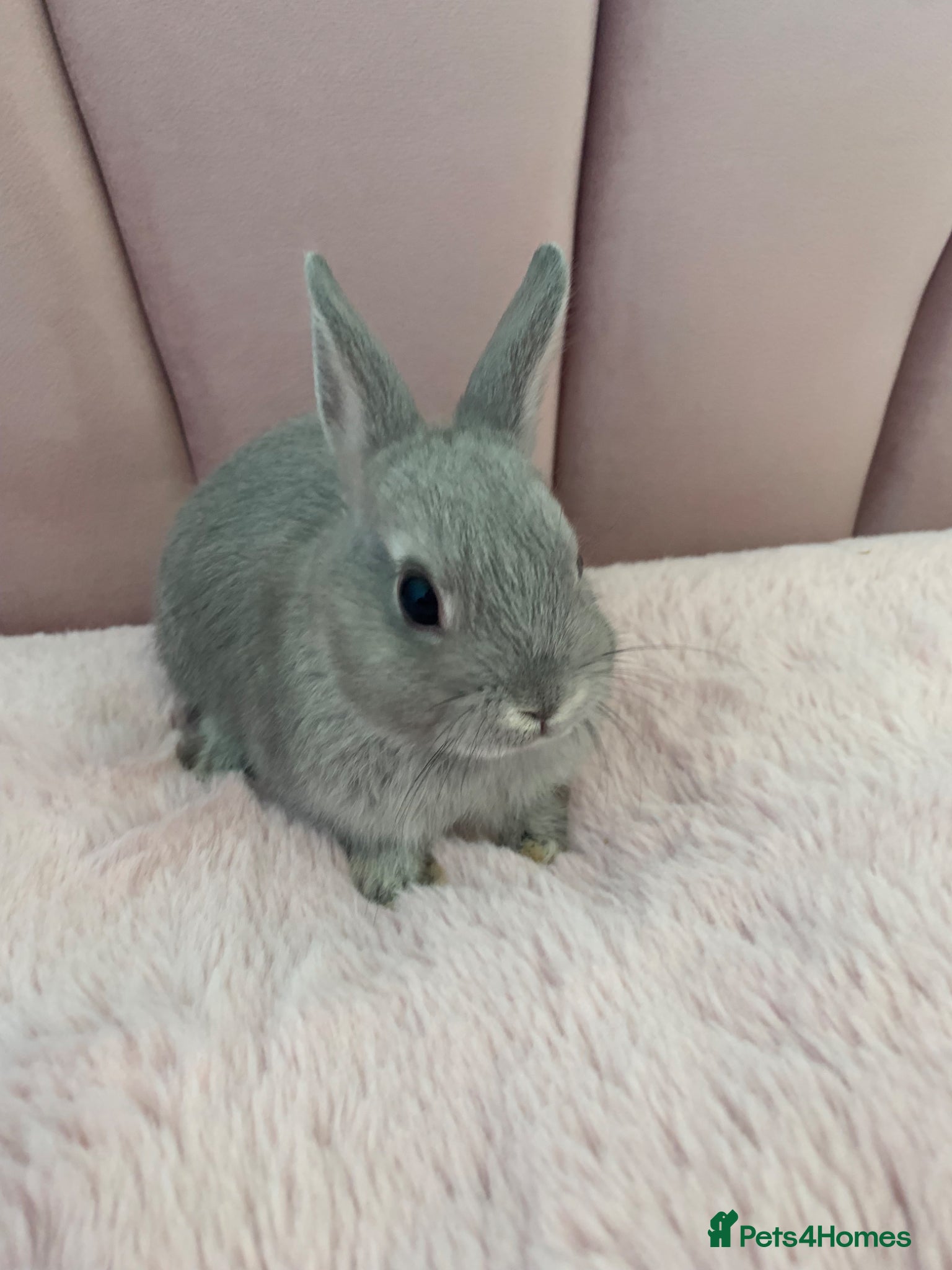 Rex rabbits Baby Rabbits - Advert 1