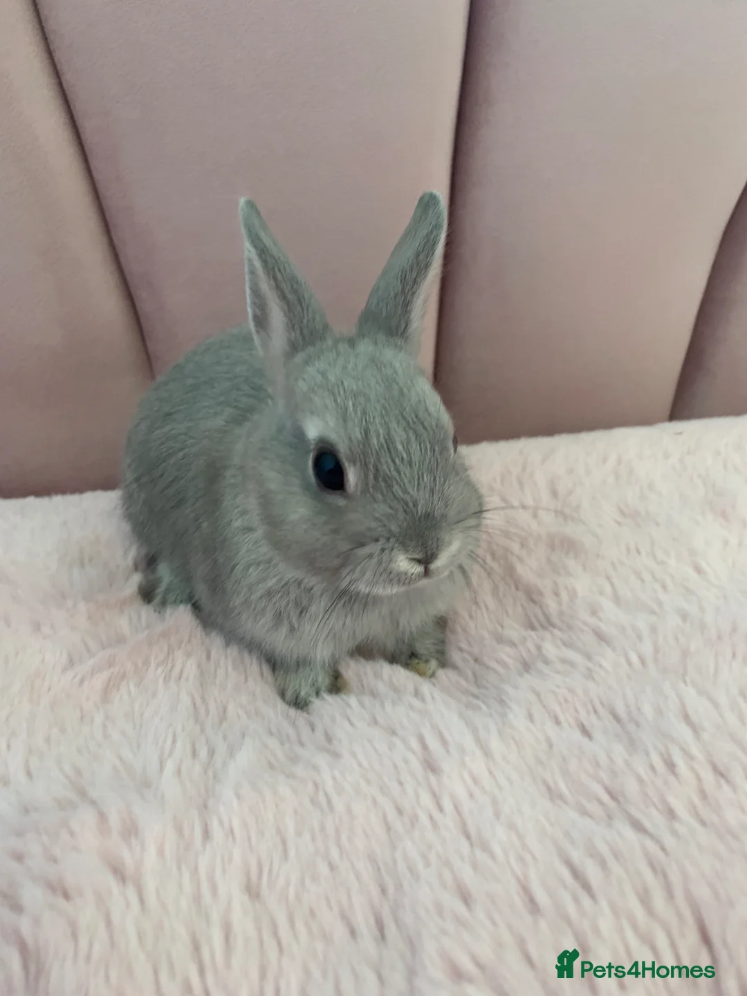 Rex rabbits for sale: Baby Rabbits - Advert 1