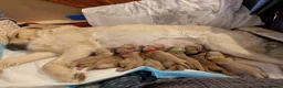 Mini Goldendoodle dogs for sale: Stunning Goldendoodles  in Ashton-under-Lyne - Advert 6