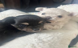 Chihuahua dogs for sale: Stunning litter of long haired Chihuahuas - Image 1
