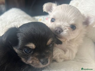 Chihuahua dogs - Advert 2