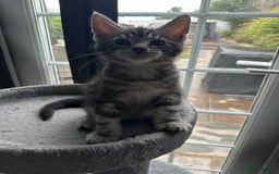Maine Coon cats for sale: Maine Coon X - Image 7