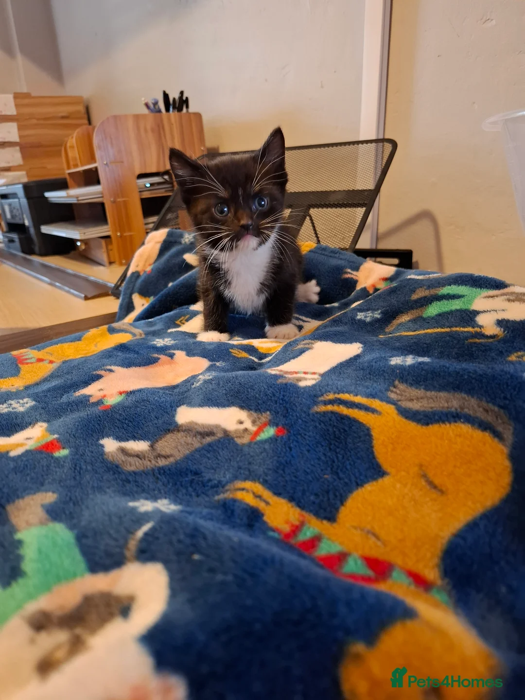 Mixed Breed cats for sale: 2 Boys ready to leave 18th May  - Advert 2