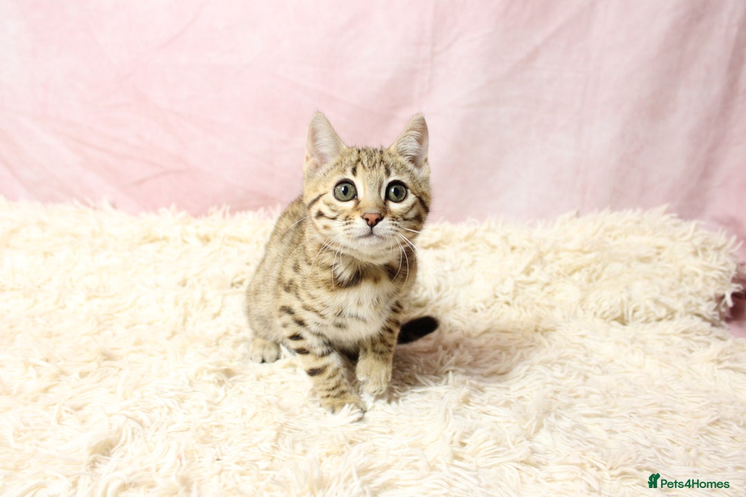 Bengal cats for sale: 🔥Stunning Bengal Kittens Available🔥 - Image 19
