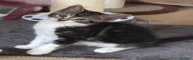 Mixed Breed 2- Mix tabby breed