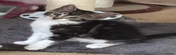 Mixed Breed cats for sale: Mix breed/half maincoon kittens - Advert 3