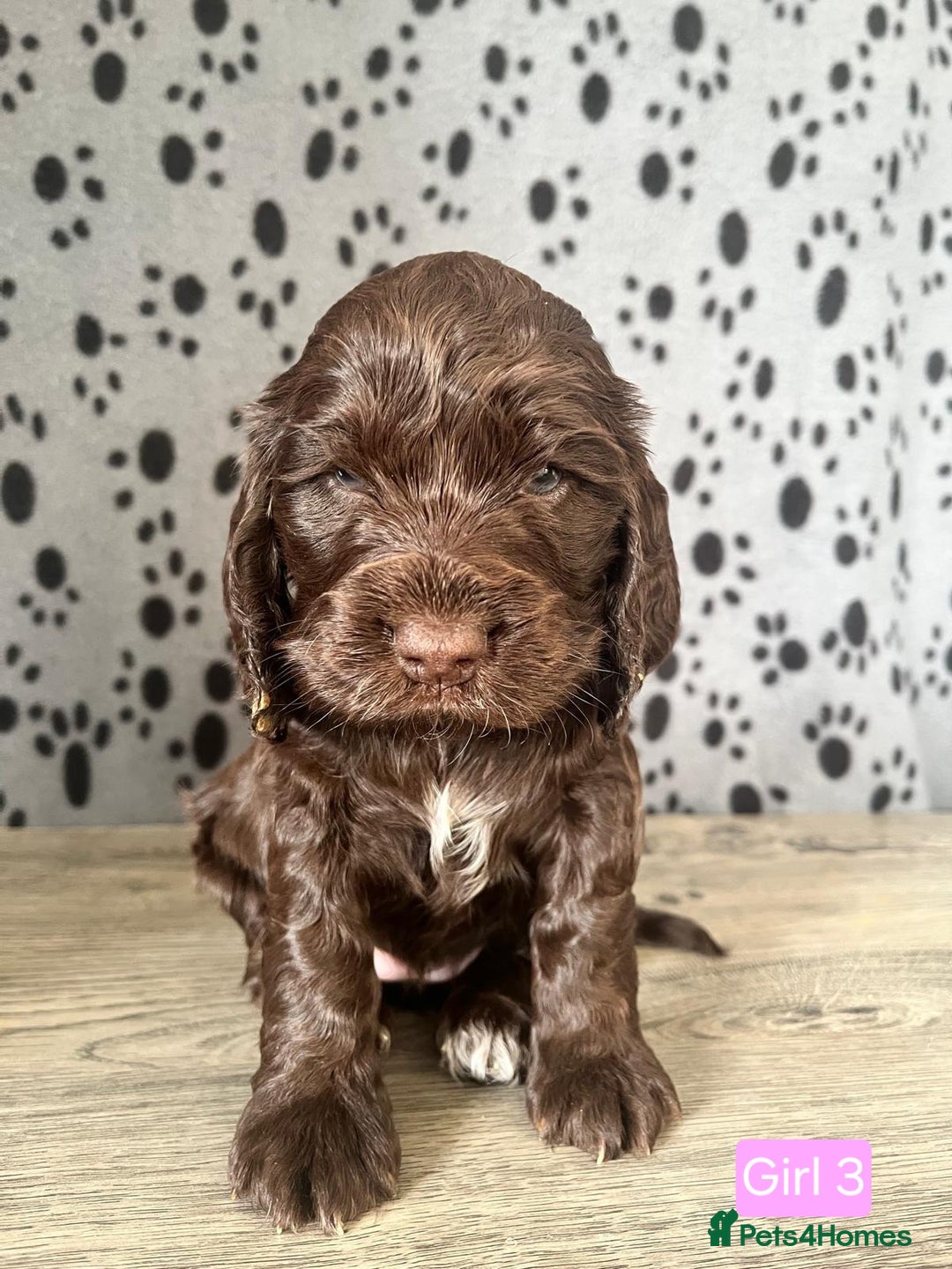 Cocker Spaniel dogs for sale: Beautiful KC Registered Cocker Spaniel Puppies  - Advert 10