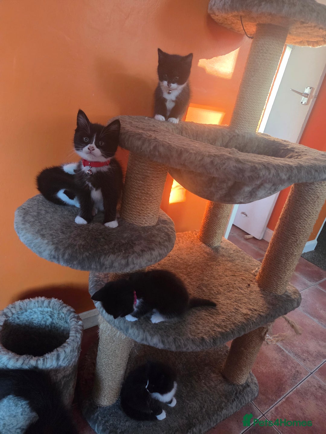 Maine Coon cats for sale: Stunning maincoon cross kittens  - Image 20