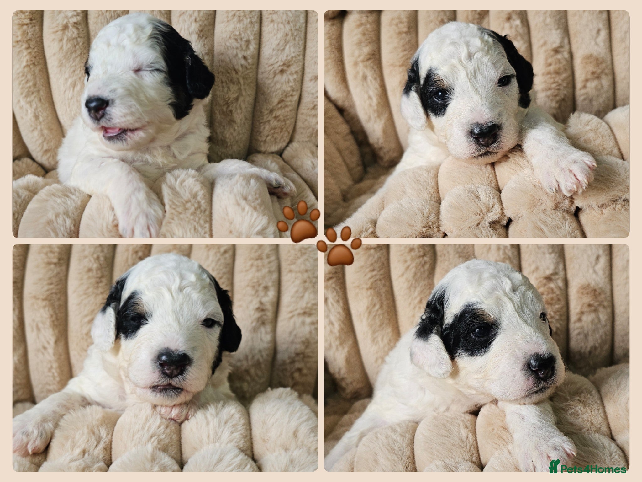 Bernedoodle dogs Miniature Bernedoodles💕 Last boy left!  - Advert 1
