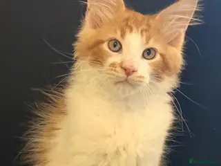 Maine Coon cats Ready for home TICA registered maine coon kittens - Advert 2