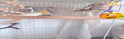 Cockatiels birds for sale: Pair of cockatiels  in Hartlepool - Advert 4