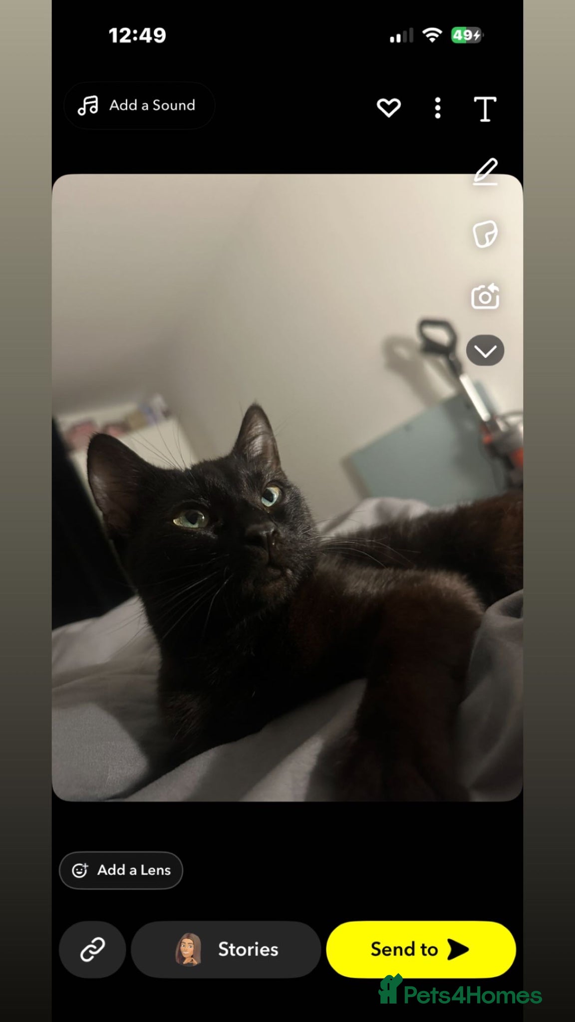 Mixed Breed cats stormy 1 year old female  - Advert 1