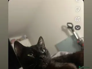 Mixed Breed cats stormy 1 year old female - Advert 1