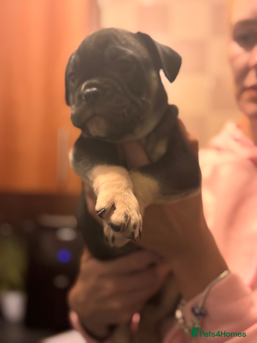 Mixed Breed dogs for sale: French bulldog x British bulldog  - Image 17