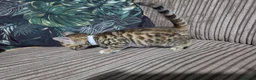 Bengal cats for sale: Bengal X DLH kittens  - Advert 4