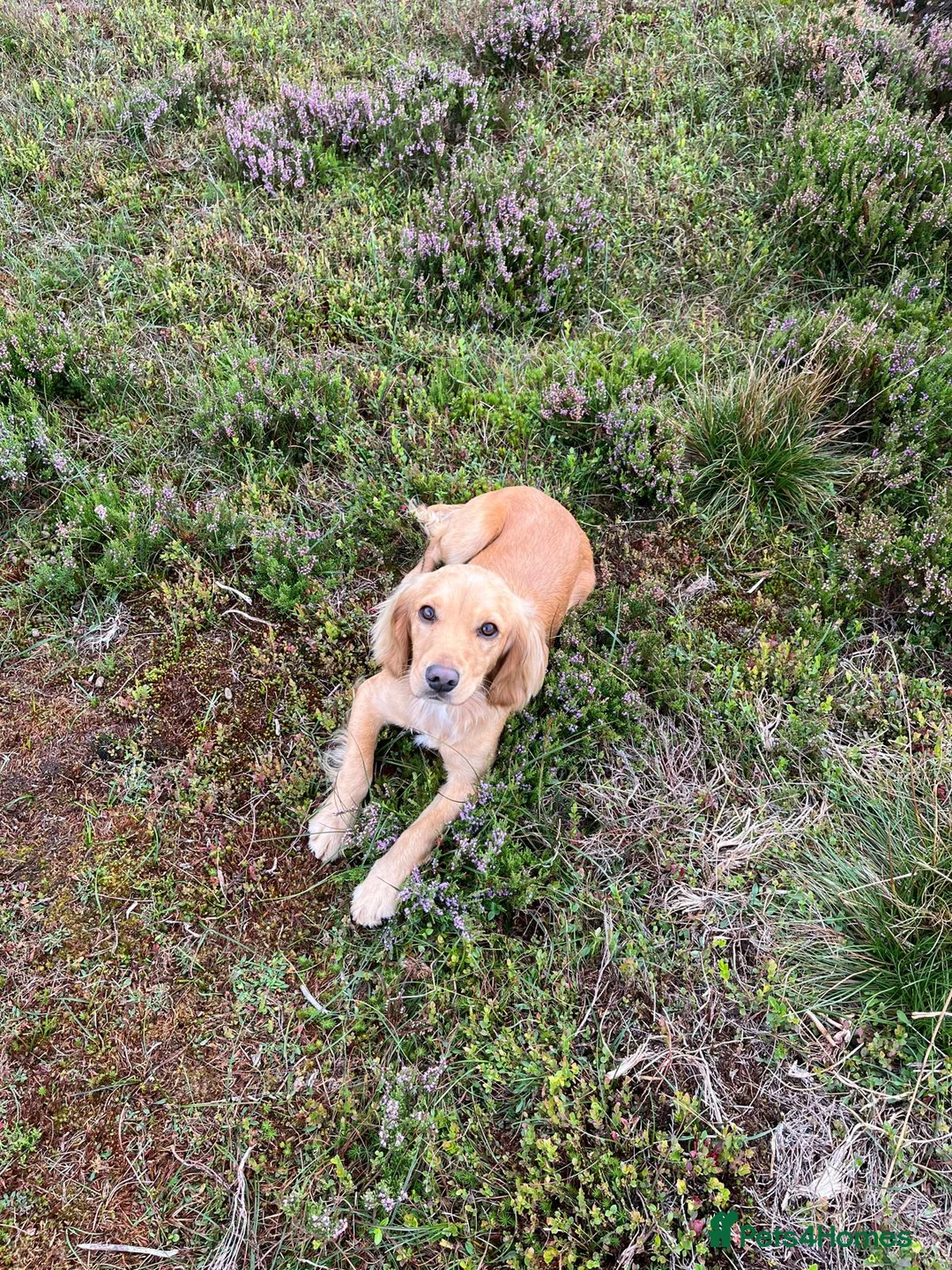 Cocker Spaniel dogs for sale: KC Cocker spaniel pups  in Carnforth - Advert 8