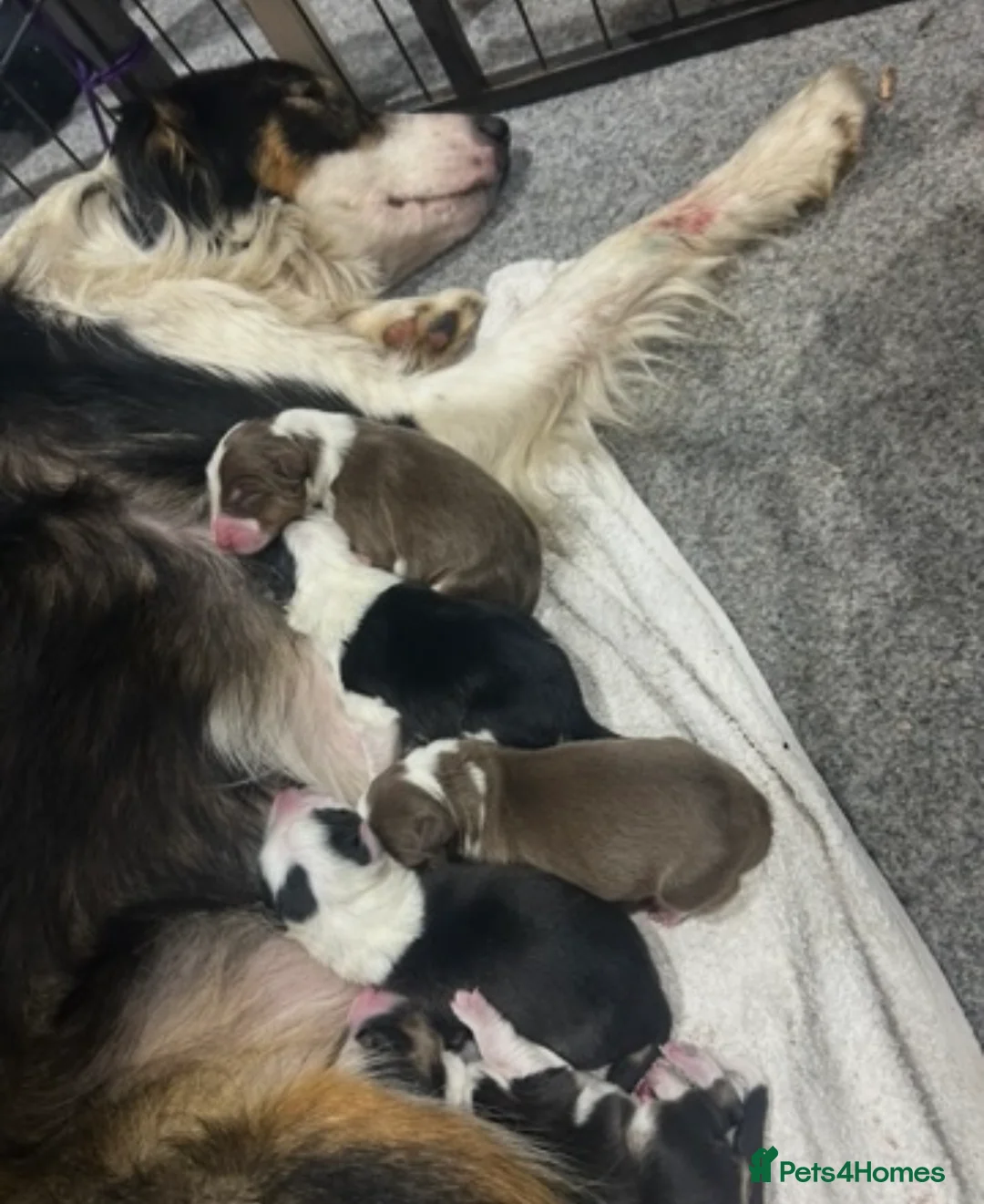 Border Collie dogs for sale: Border collie  in Belper - Advert 1