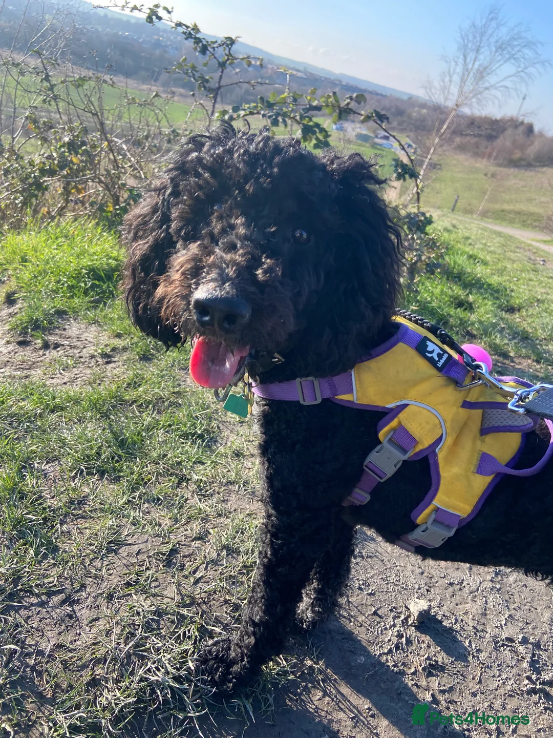 Cockapoo dogs for sale: Cockapoo for sale  in Barnsley - Advert 1