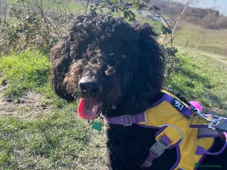 Cockapoo dogs Cockapoo for sale in Barnsley - Advert 1