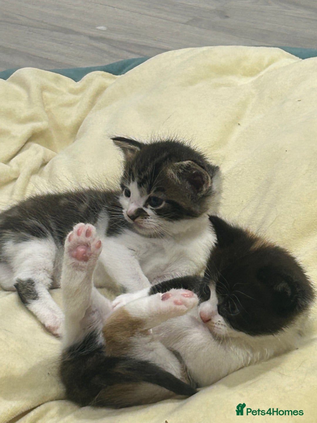 British Shorthair cats for sale: Beautiful British short hair x Maine coone kittens - Image 6