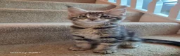 Maine Coon cats for sale: Registered and Licensed cattery - Advert 19