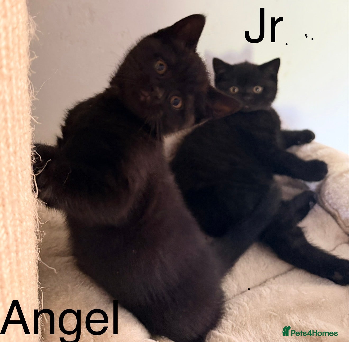 British Shorthair cats Gorgeous black BSH kittens available.  - Advert 1
