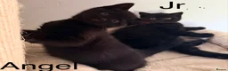 British Shorthair cats for sale: Gorgeous black BSH kittens available.  - Advert 1