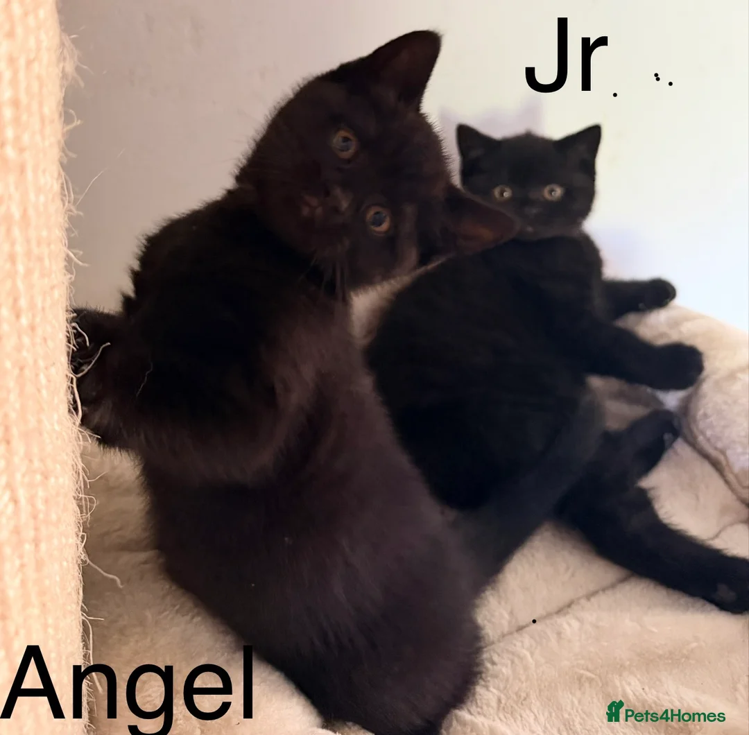 British Shorthair cats for sale: Gorgeous black BSH kittens available.  - Advert 1