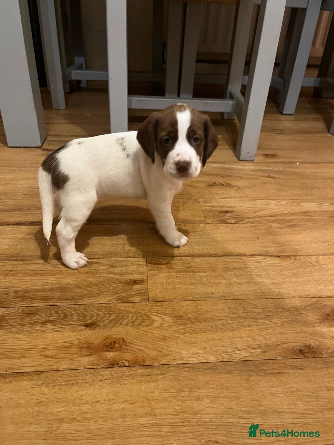 Mixed Breed dogs for sale: Jack x cocker puppies two female available  - Image 4