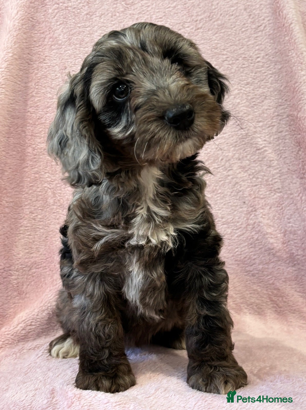 Cockapoo dogs Stunning f1 cockapoo puppies ready now  - Advert 1